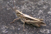 Common Field Grasshopper